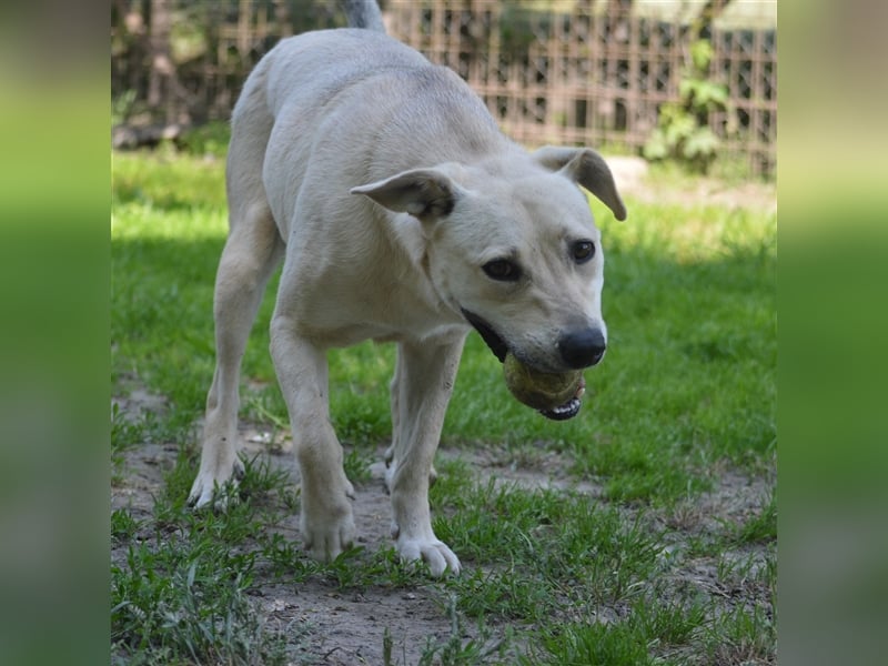LULU - liebe Hündin sucht ihren Platz bei einer aktiven und liebevollen Familie