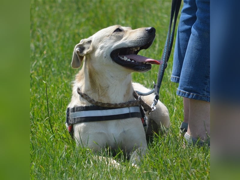 LULU - liebe Hündin sucht ihren Platz bei einer aktiven und liebevollen Familie