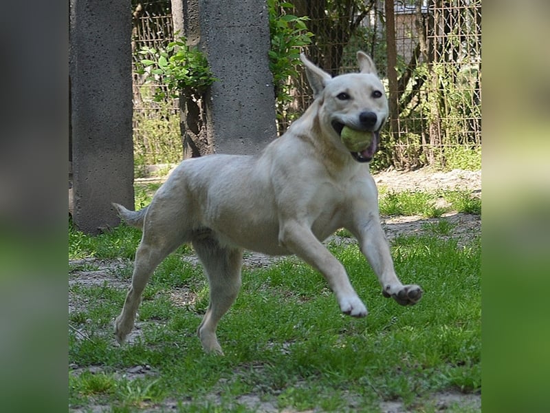 LULU - liebe Hündin sucht ihren Platz bei einer aktiven und liebevollen Familie