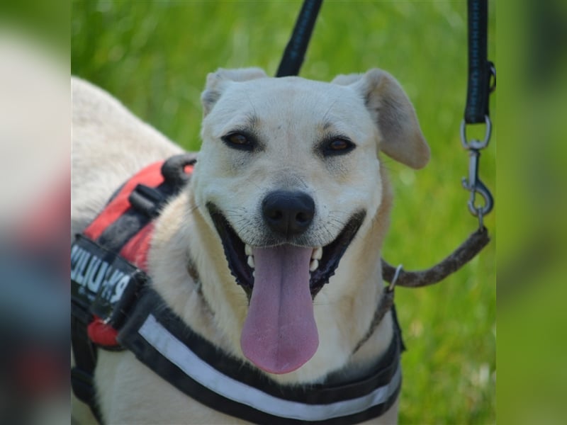 LULU - liebe Hündin sucht ihren Platz bei einer aktiven und liebevollen Familie