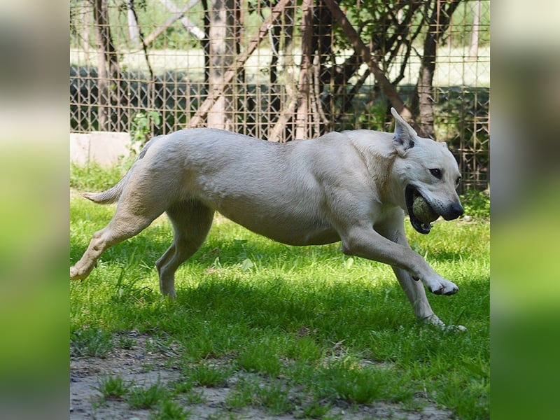 LULU - liebe Hündin sucht ihren Platz bei einer aktiven und liebevollen Familie