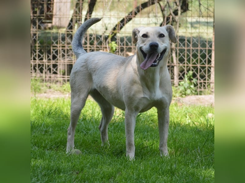 LULU - liebe Hündin sucht ihren Platz bei einer aktiven und liebevollen Familie