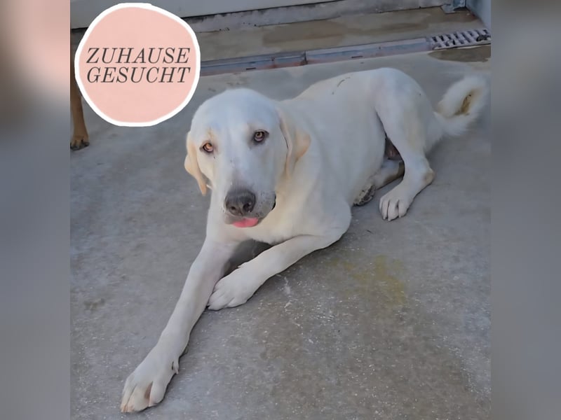 Riesenbaby Vanilla sucht ein ruhiges Zuhause ❤️
