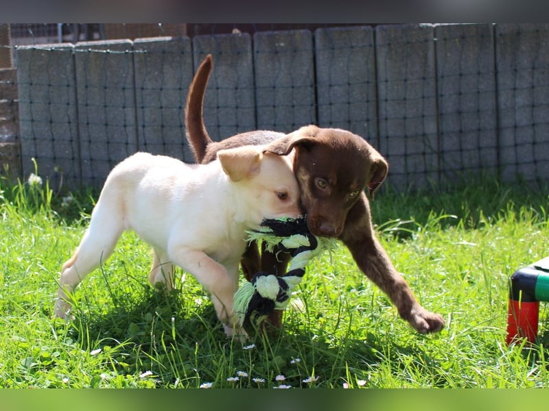 Labrador Welpen in blond und braun mit Tan können ins neue Heim ziehen