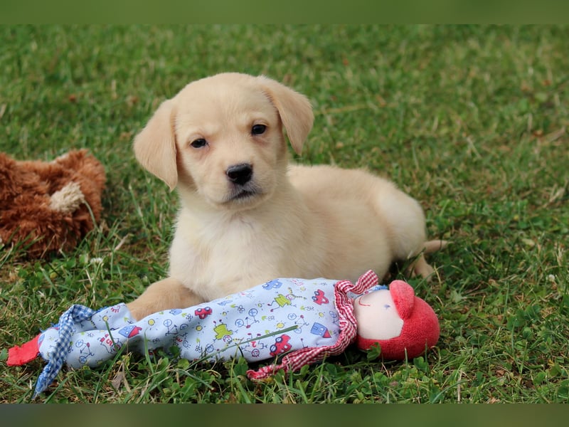 Labrador Welpen reinrassig mit Ahnentafel dürfen ab dem 25.08.25 ins neue Heim