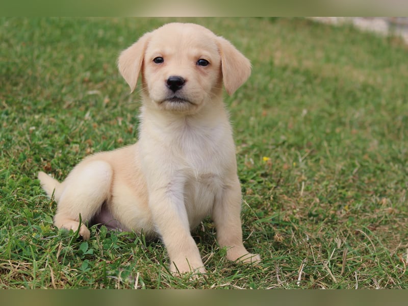 Labrador Welpen reinrassig mit Ahnentafel dürfen ab dem 25.08.25 ins neue Heim