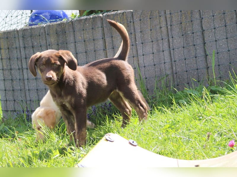 Labrador Welpen in blond und braun mit Tan können ins neue Heim ziehen