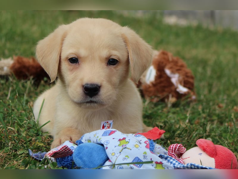 Labrador Welpen reinrassig mit Ahnentafel dürfen ab dem 25.08.25 ins neue Heim