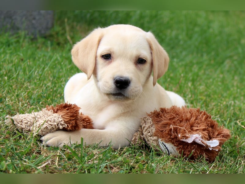 Labrador Welpen reinrassig mit Ahnentafel dürfen ab dem 25.08.25 ins neue Heim