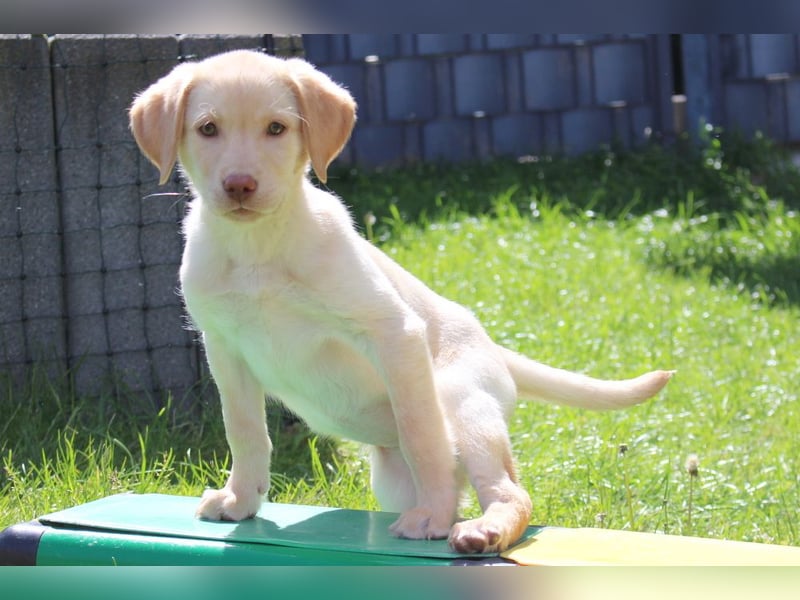 Labrador Welpen in blond und braun mit Tan können ins neue Heim ziehen