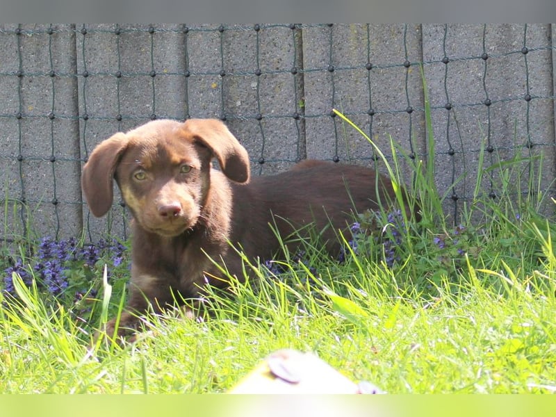 Labrador Welpen in blond und braun mit Tan können ins neue Heim ziehen