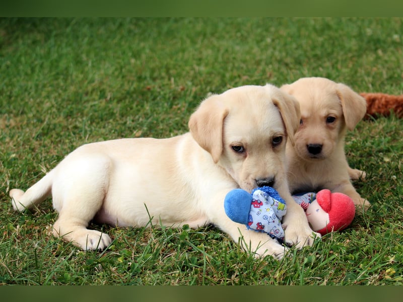 Labrador Welpen reinrassig mit Ahnentafel dürfen ab dem 25.08.25 ins neue Heim
