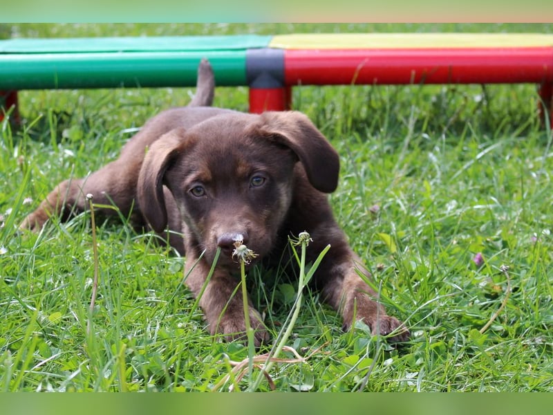 Labrador Welpen in blond und braun mit Tan können ins neue Heim ziehen
