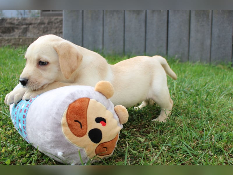 Labrador Welpen reinrassig mit Ahnentafel dürfen ab dem 25.08.25 ins neue Heim