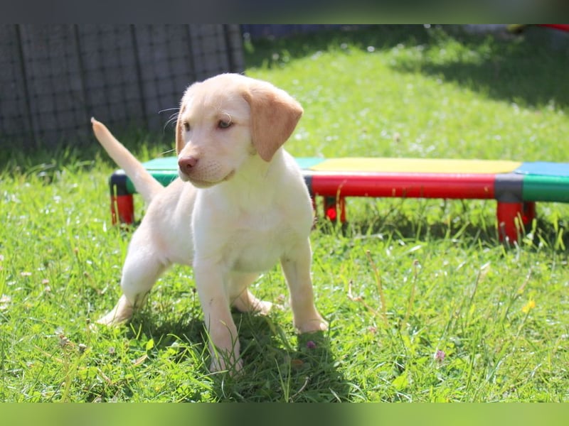 Labrador Welpen in blond und braun mit Tan können ins neue Heim ziehen
