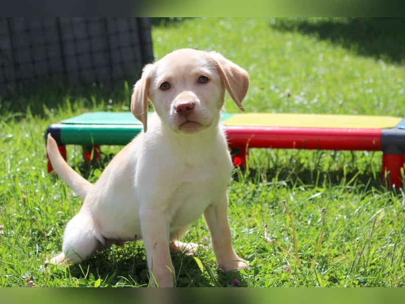 Labrador Welpen in blond und braun mit Tan können ins neue Heim ziehen
