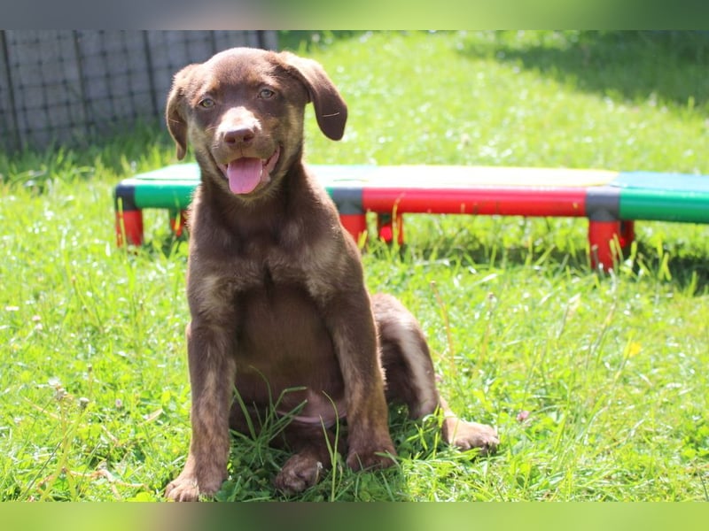 Labrador Welpen in blond und braun mit Tan können ins neue Heim ziehen