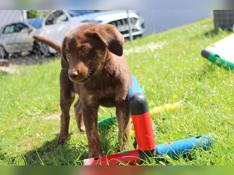 Labrador Welpen in blond und braun mit Tan können ins neue Heim ziehen