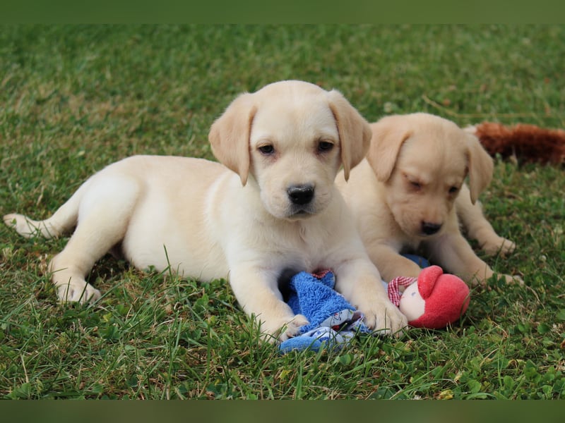 Labrador Welpen reinrassig mit Ahnentafel dürfen ab dem 25.08.25 ins neue Heim