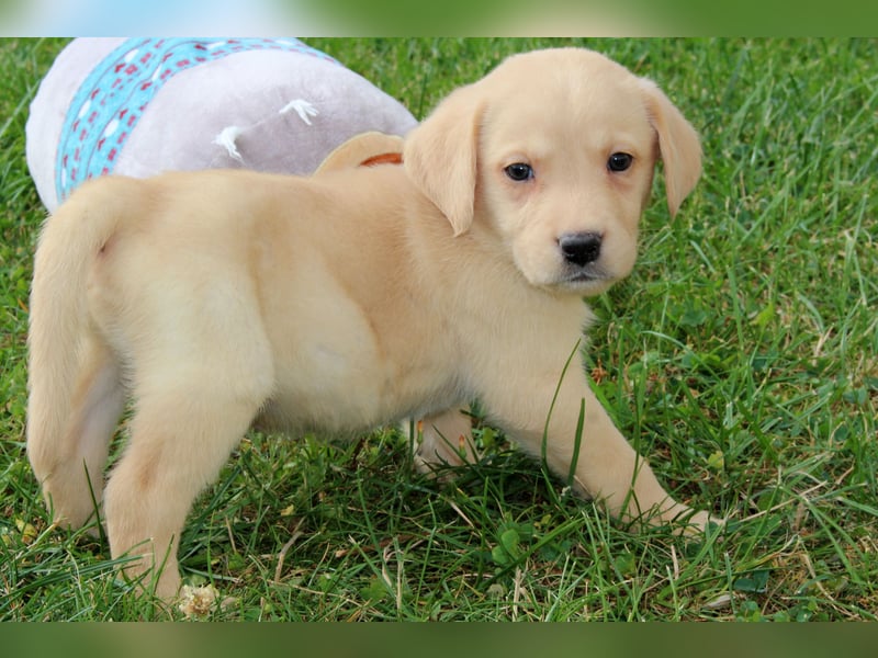 Labrador Welpen reinrassig mit Ahnentafel dürfen ab dem 25.08.25 ins neue Heim
