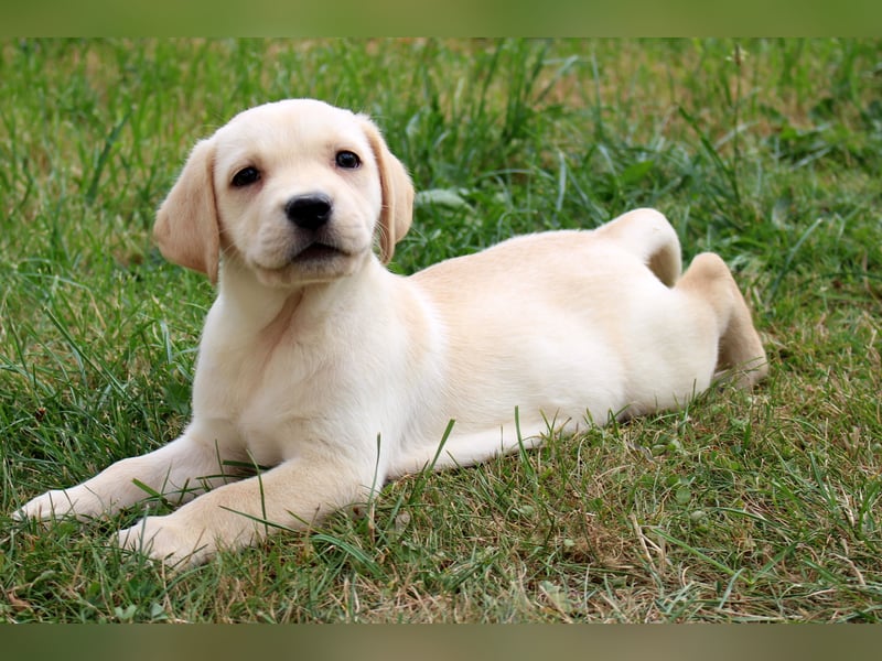 Labrador Welpen reinrassig mit Ahnentafel dürfen ab dem 25.08.25 ins neue Heim
