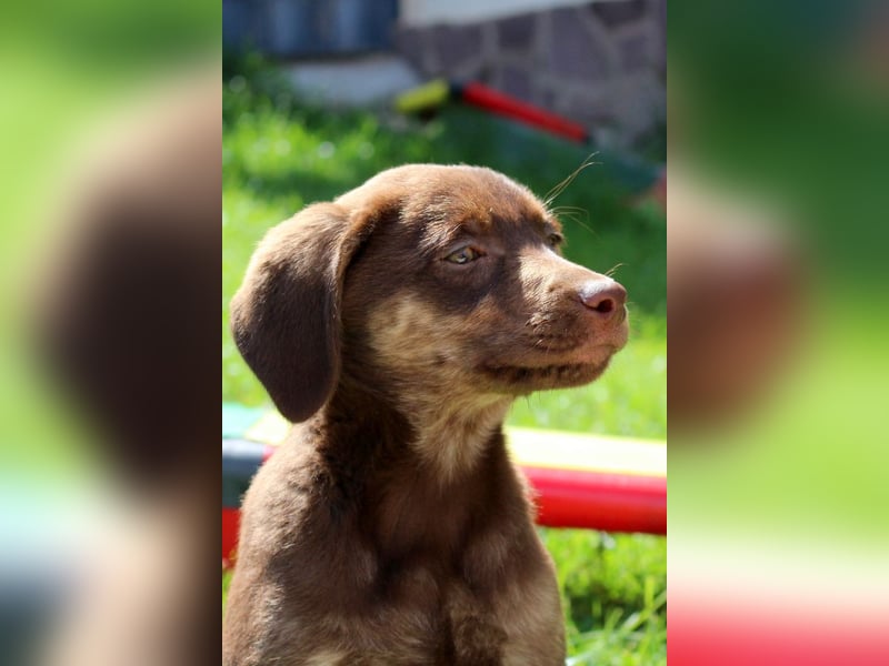 Labrador Welpen in blond und braun mit Tan können ins neue Heim ziehen