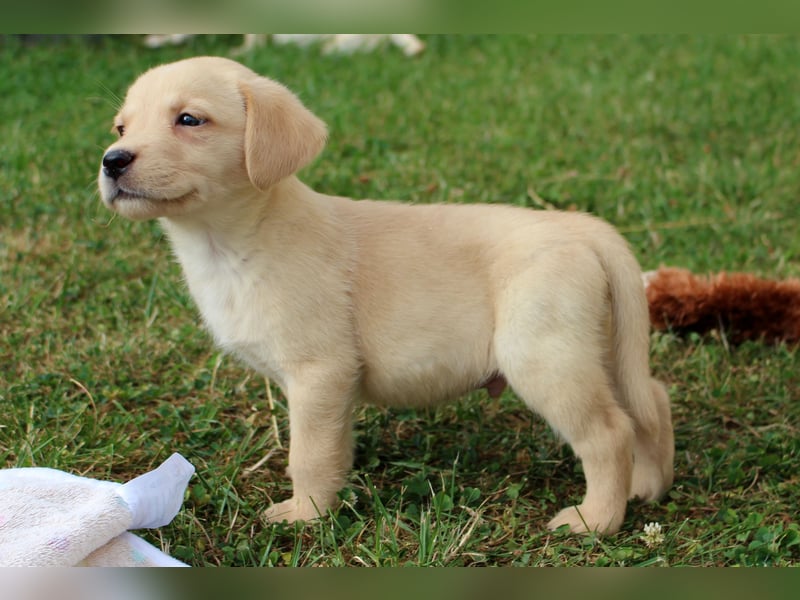 Labrador Welpen reinrassig mit Ahnentafel dürfen ab dem 25.08.25 ins neue Heim