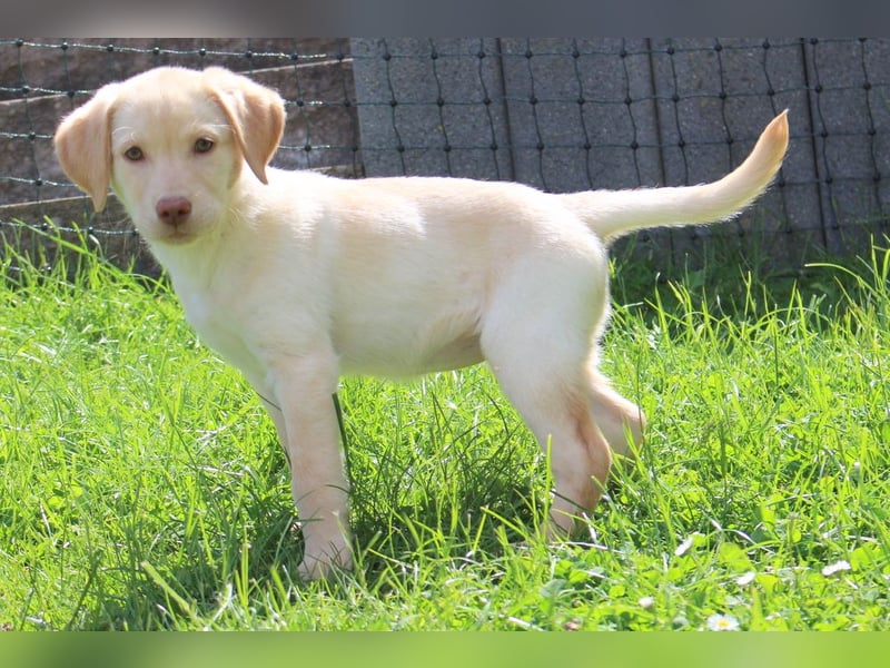 Labrador Welpen in blond und braun mit Tan können ins neue Heim ziehen