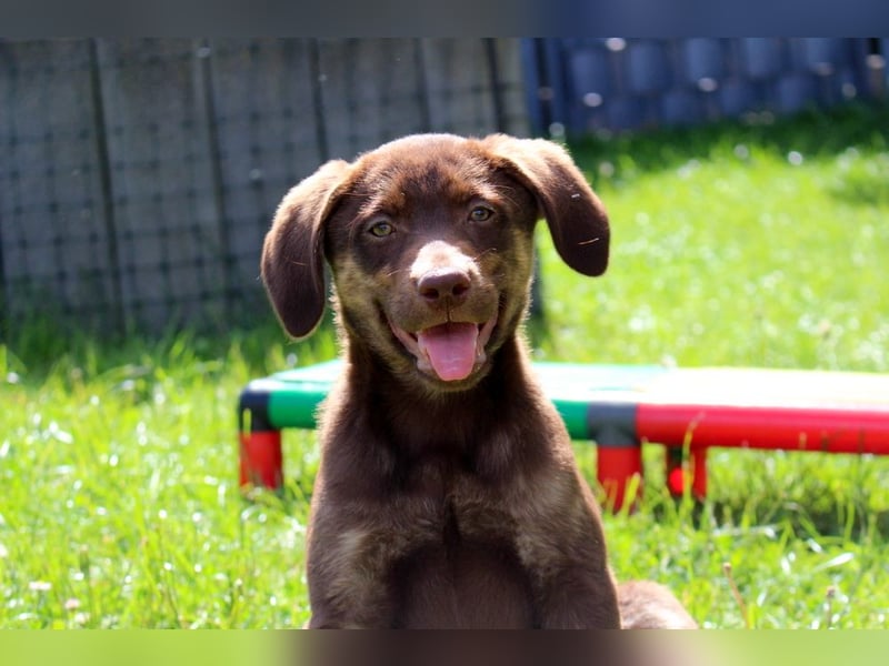 Labrador Welpen in blond und braun mit Tan können ins neue Heim ziehen
