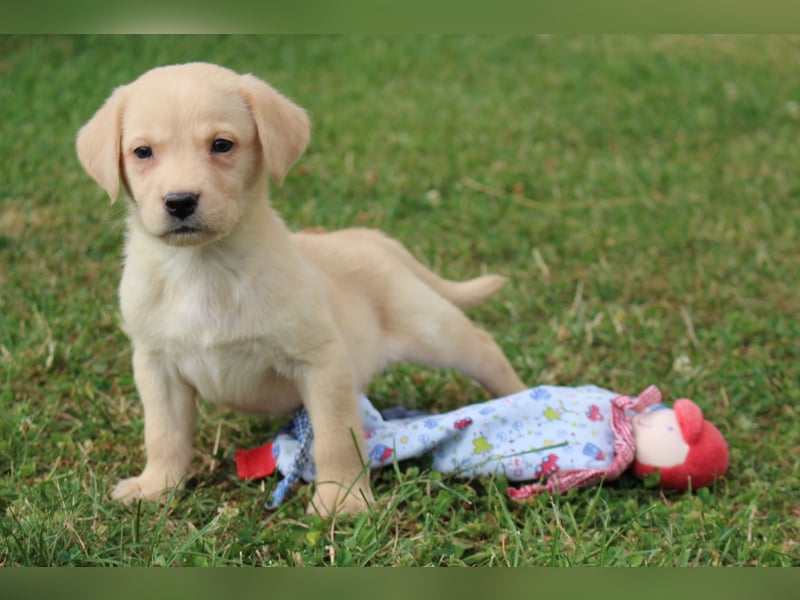 Labrador Welpen reinrassig mit Ahnentafel dürfen ab dem 25.08.25 ins neue Heim