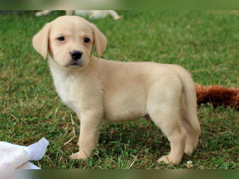 Labrador Welpen reinrassig mit Ahnentafel dürfen ab dem 25.08.25 ins neue Heim
