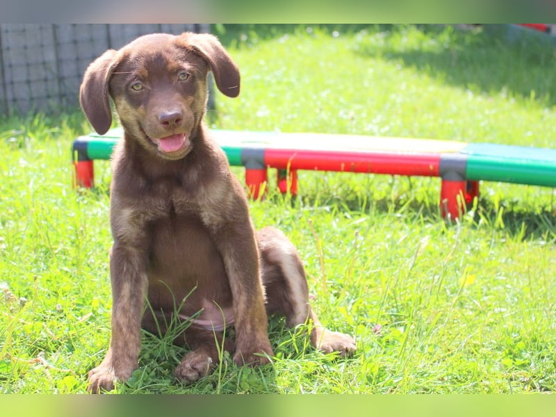 Labrador Welpen in blond und braun mit Tan können ins neue Heim ziehen