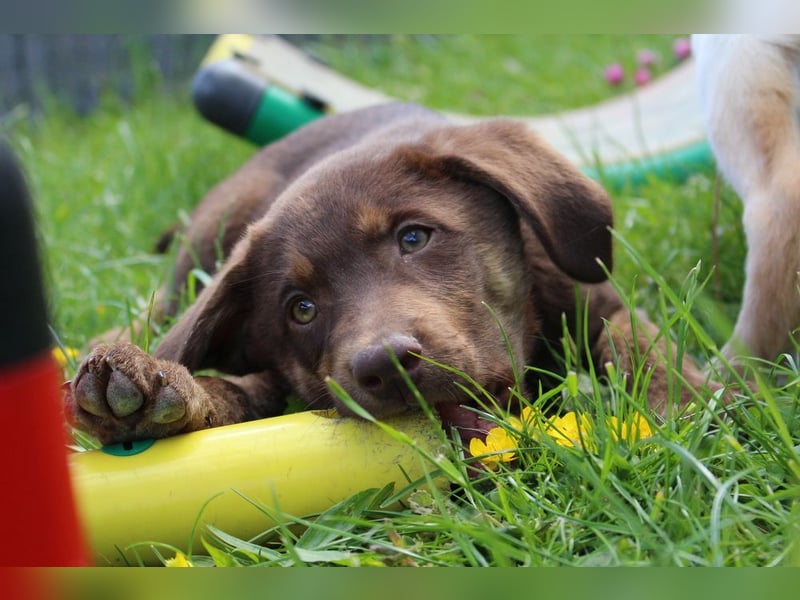 Labrador Welpen in blond und braun mit Tan können ins neue Heim ziehen