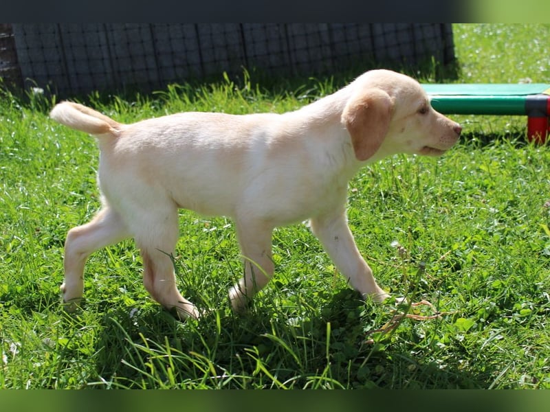 Labrador Welpen in blond und braun mit Tan können ins neue Heim ziehen