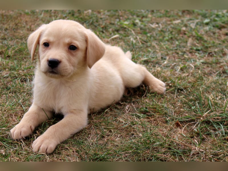Labrador Welpen reinrassig mit Ahnentafel dürfen ab dem 25.08.25 ins neue Heim