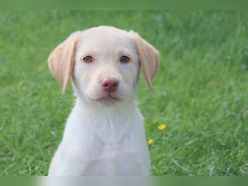 Labrador Welpen in blond und braun mit Tan können ins neue Heim ziehen