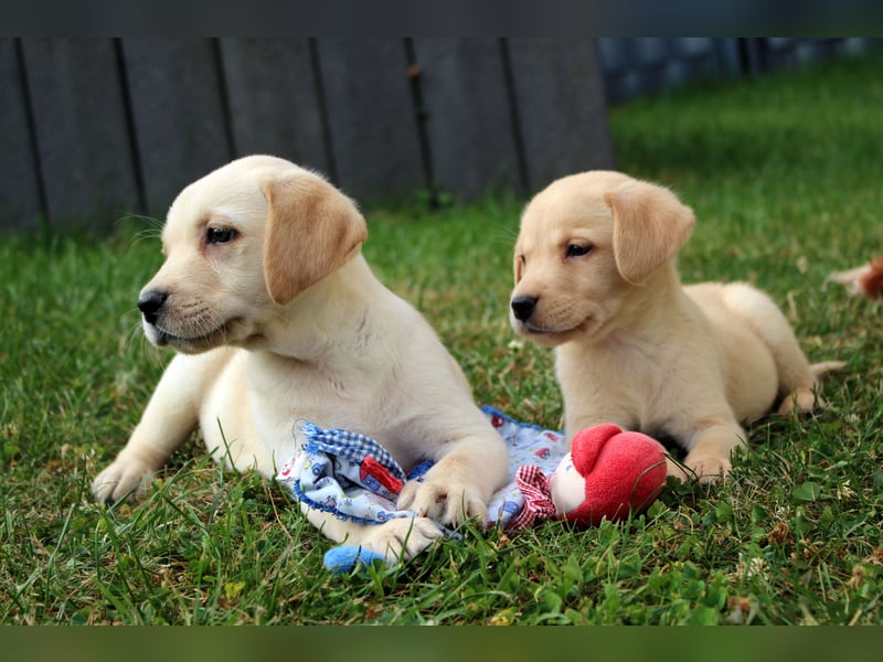 Labrador Welpen reinrassig mit Ahnentafel dürfen ab dem 25.08.25 ins neue Heim