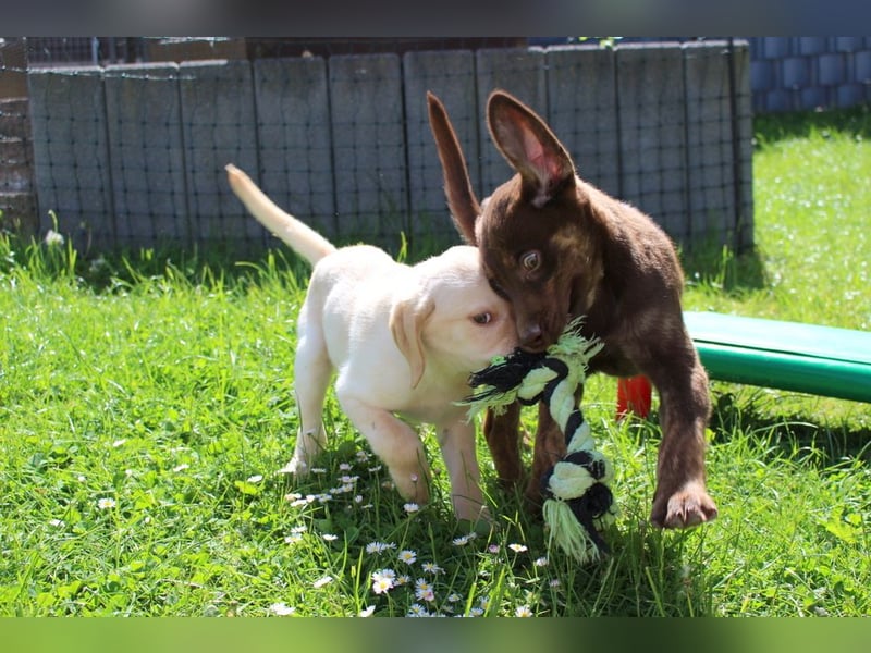 Labrador Welpen in blond und braun mit Tan können ins neue Heim ziehen
