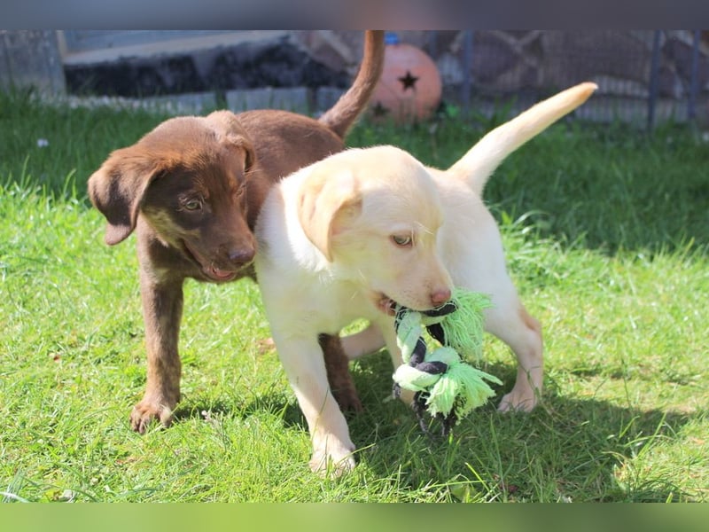 Labrador Welpen in blond und braun mit Tan können ins neue Heim ziehen