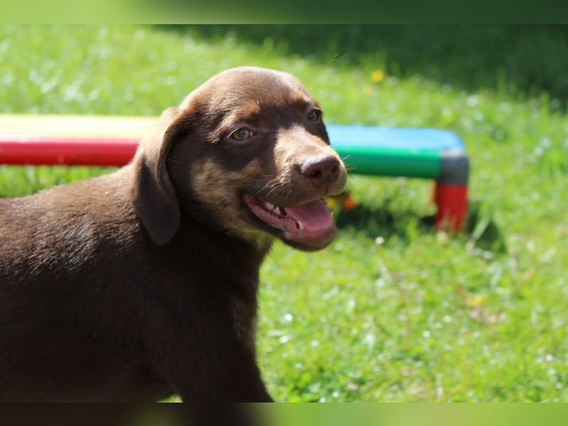 Labrador Welpen in blond und braun mit Tan können ins neue Heim ziehen
