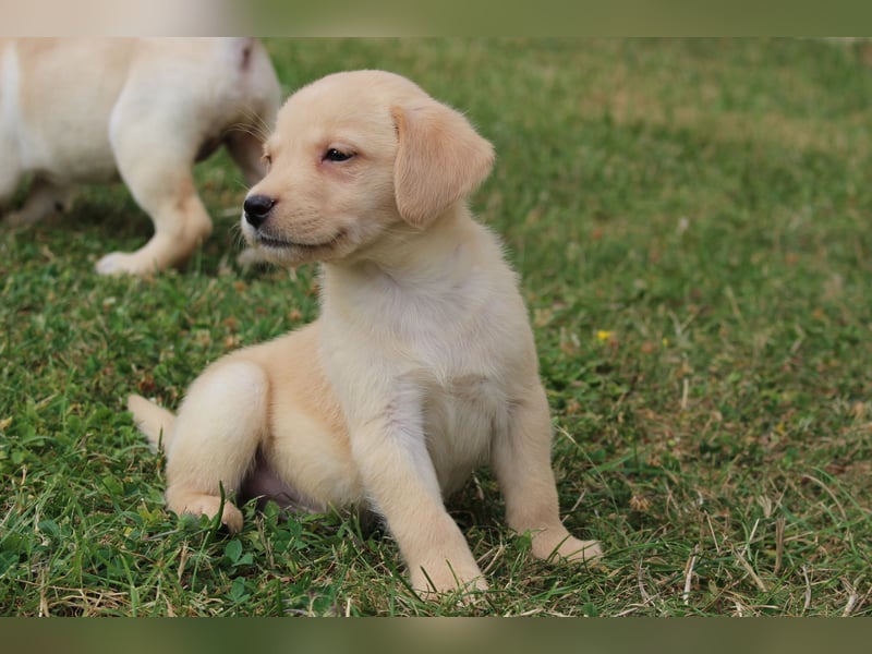 Labrador Welpen reinrassig mit Ahnentafel dürfen ab dem 25.08.25 ins neue Heim
