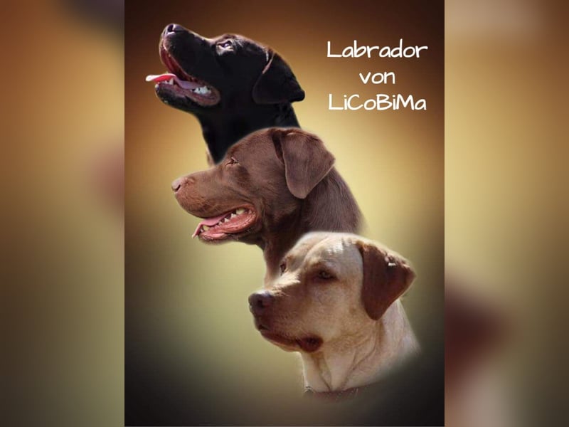 Labrador Welpen braun foxred *Wurfankündigung mit Ahnentafel*