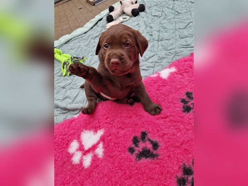 Wurfplanung für 2026/2027 - reinrassige Labrador Welpen