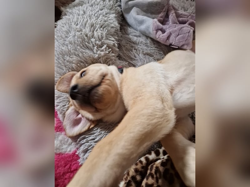 Wurfplanung für 2026/2027 - reinrassige Labrador Welpen