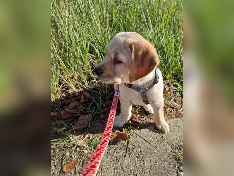 Wurfplanung für 2026/2027 - reinrassige Labrador Welpen
