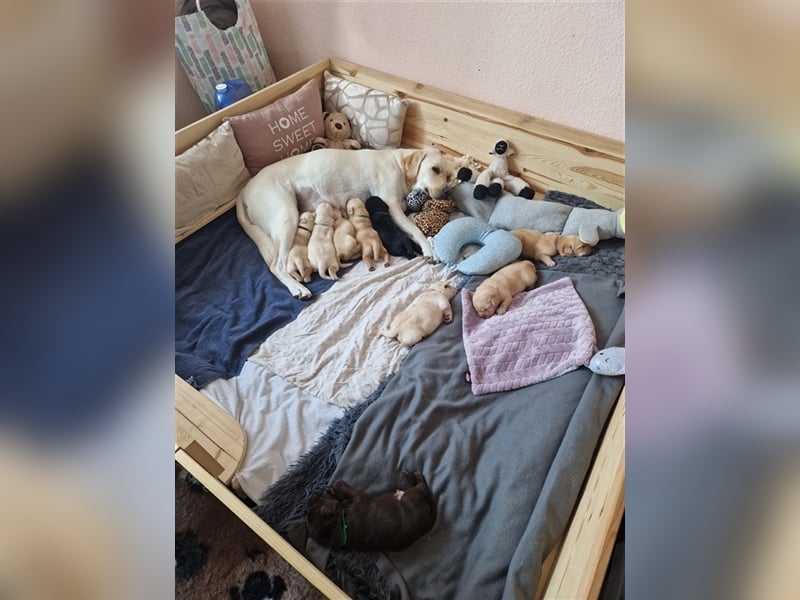 Wurfplanung für 2026/2027 - reinrassige Labrador Welpen