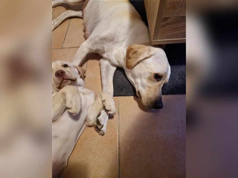 Wurfplanung für 2026/2027 - reinrassige Labrador Welpen