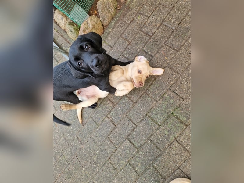 Wurfplanung für 2026/2027 - reinrassige Labrador Welpen