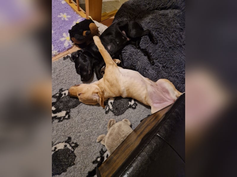 Wurfplanung für 2026/2027 - reinrassige Labrador Welpen