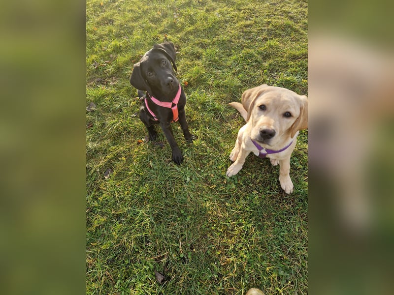 Wurfplanung für 2026/2027 - reinrassige Labrador Welpen